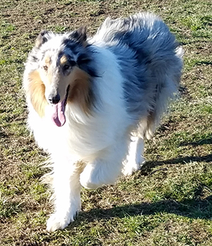 Blaze running