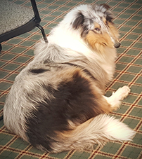 Blaze as a young dog