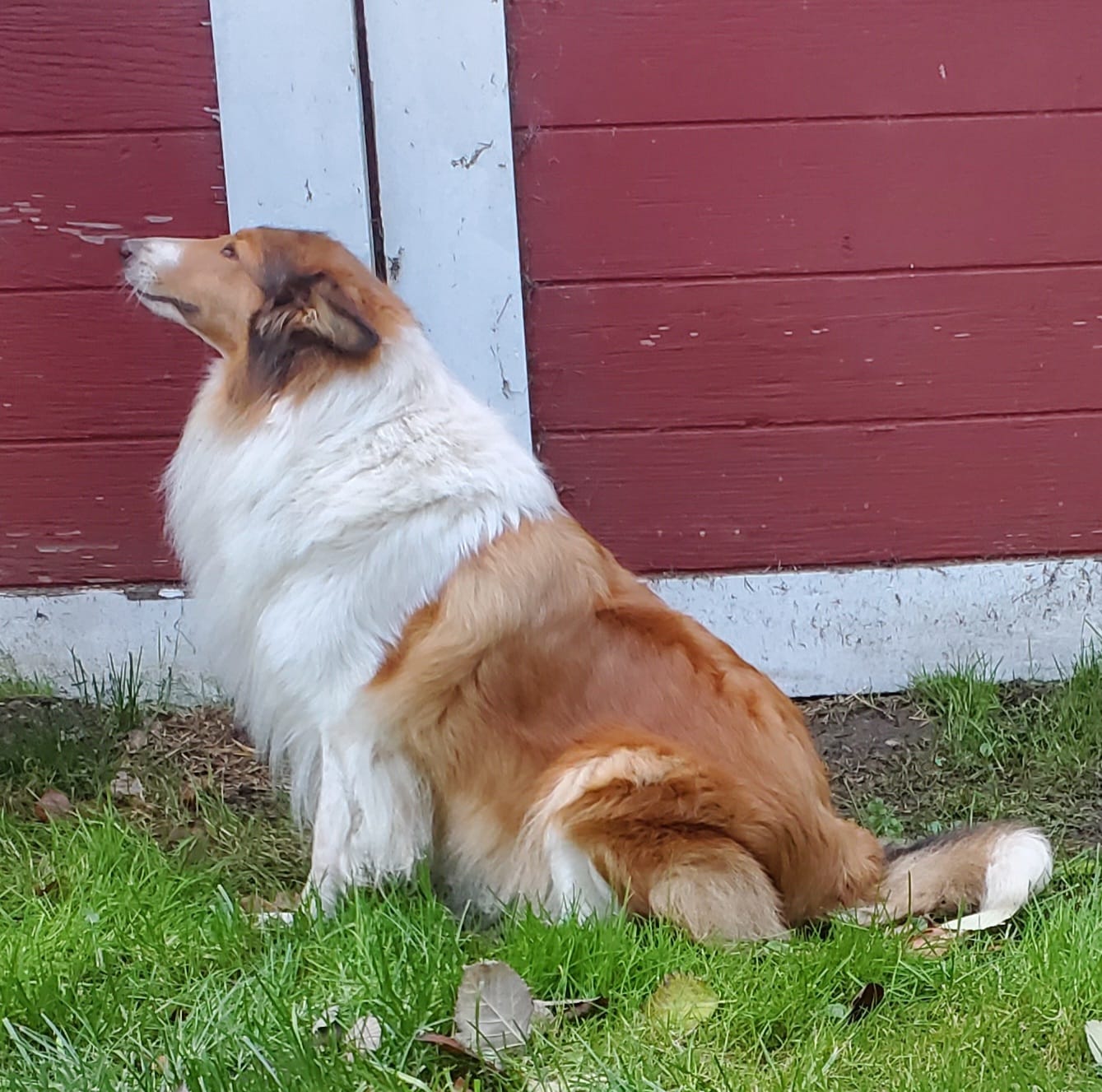 Esme at the barn