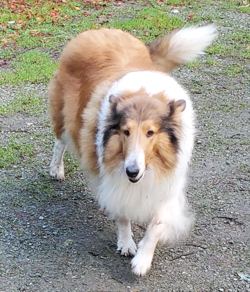 Esme on the ranch