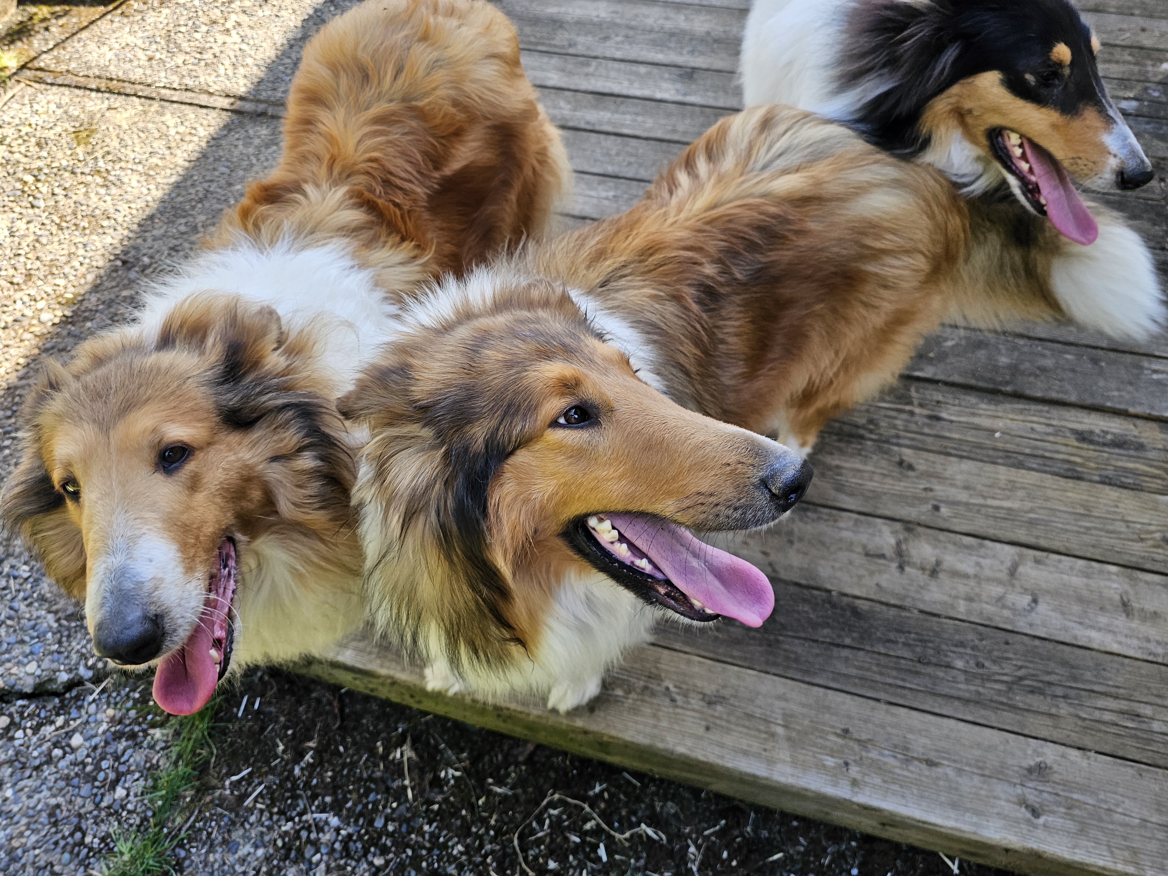 Esme, Frida and Vee at the ranch