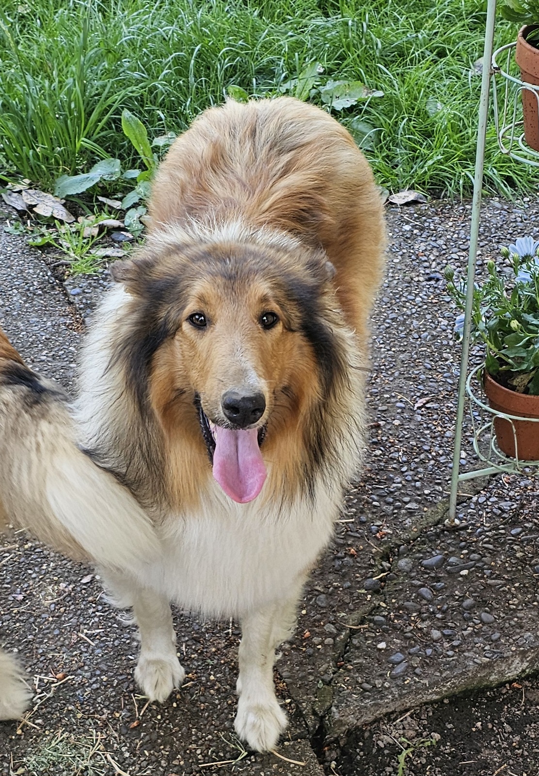 Frida at the ranch