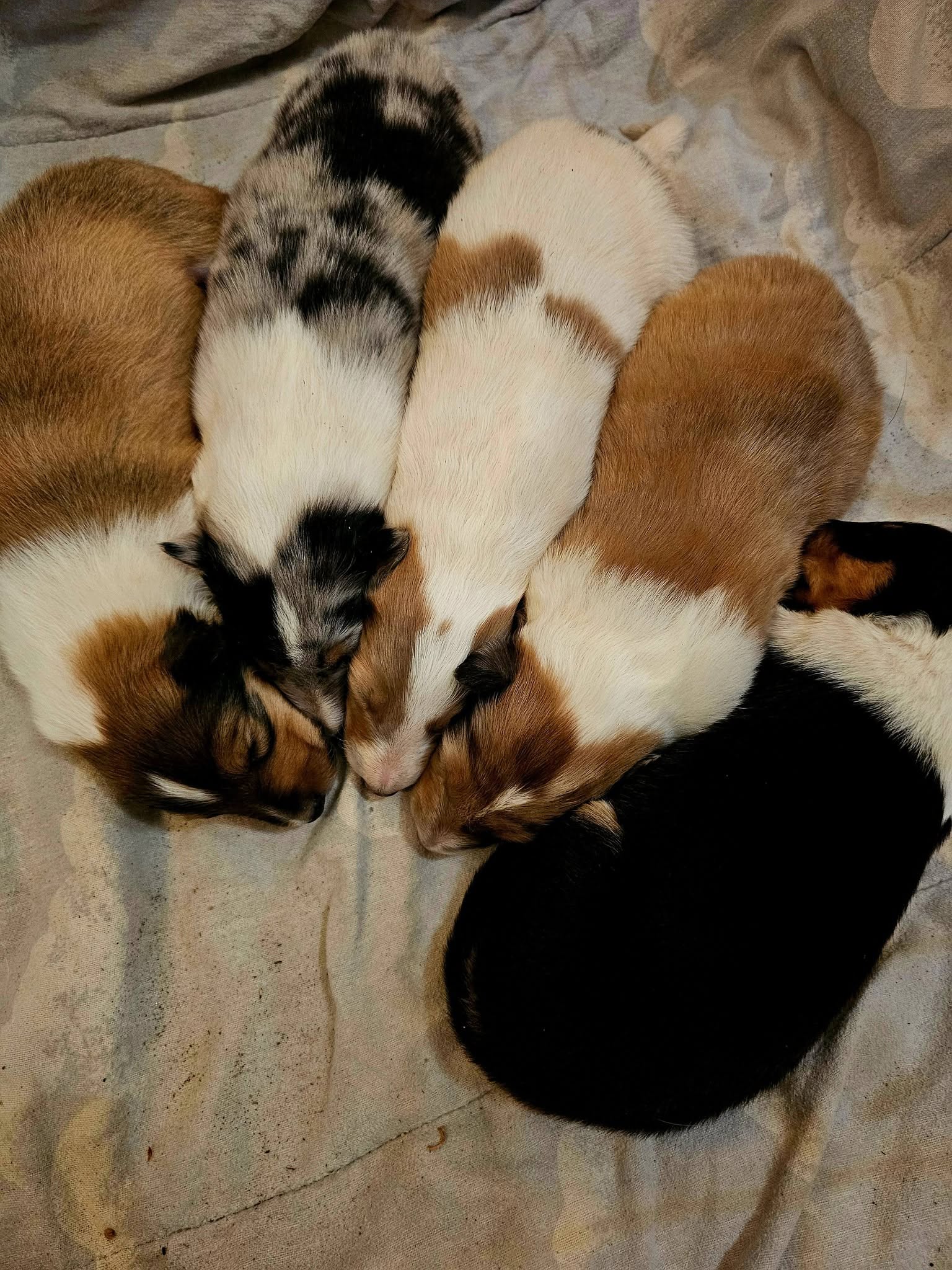 Frida's June 2026 litter — newborn puppies