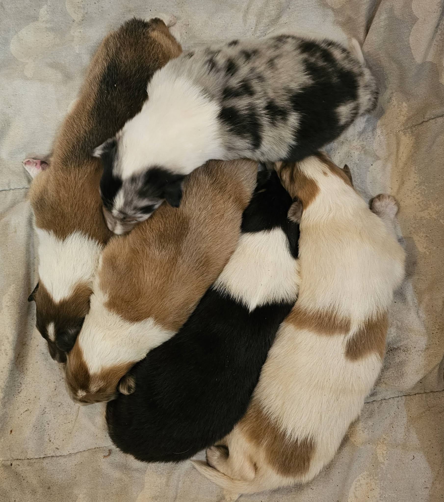 Frida's June 2026 litter — newborn puppies