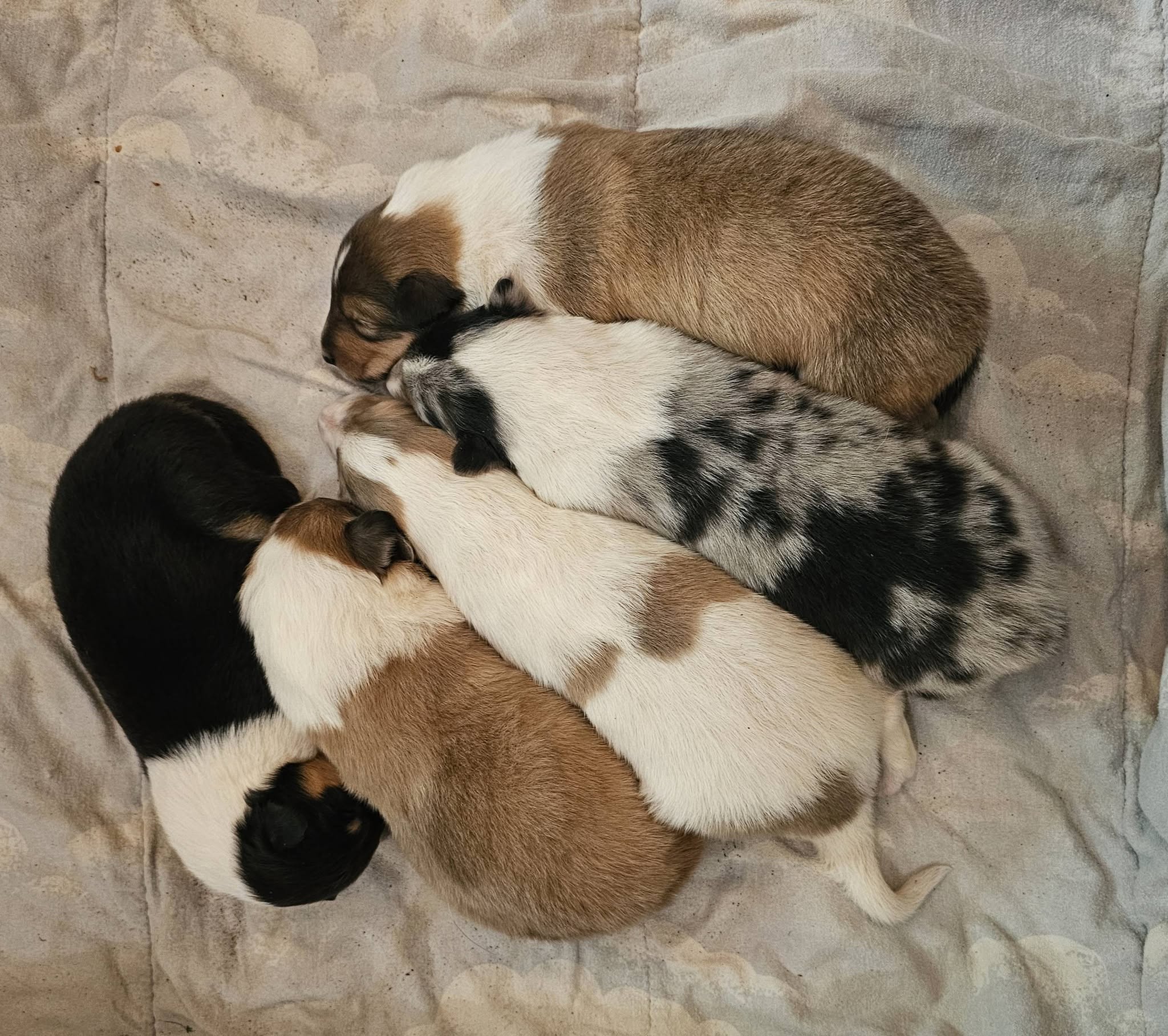 Frida's June 2026 litter — newborn puppies