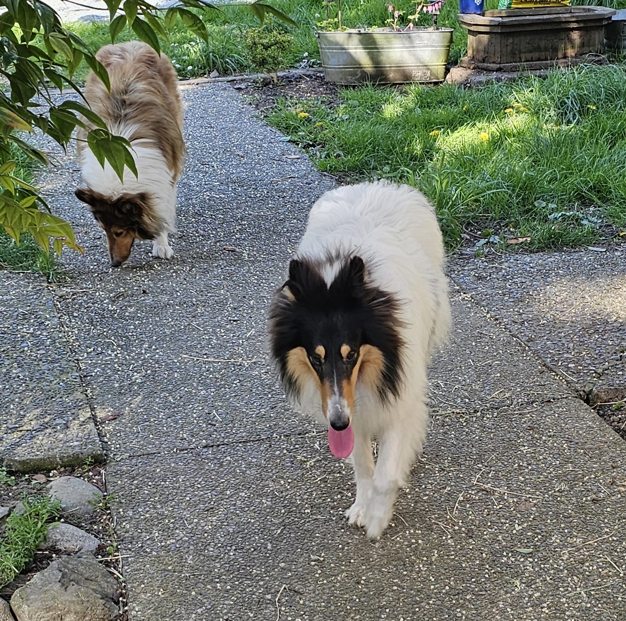 Vee and Frida on the path